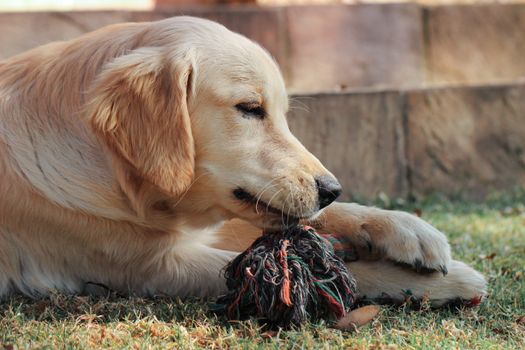 Adorable Golden Retriever puppy chewing a colorful rope toy on grass.