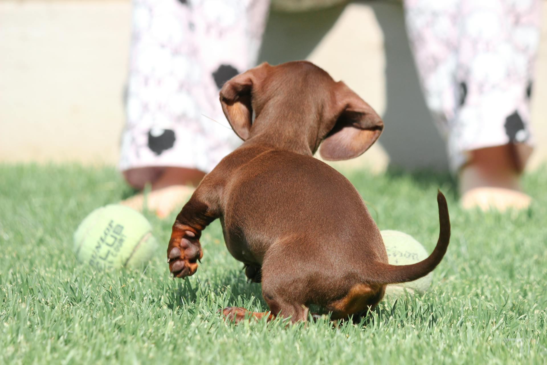 Puppy dachshund  playing on green grass