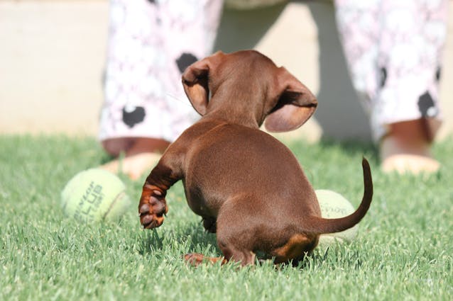 Raising Long Haired Chiweenie Puppies: Expert Care and Tips