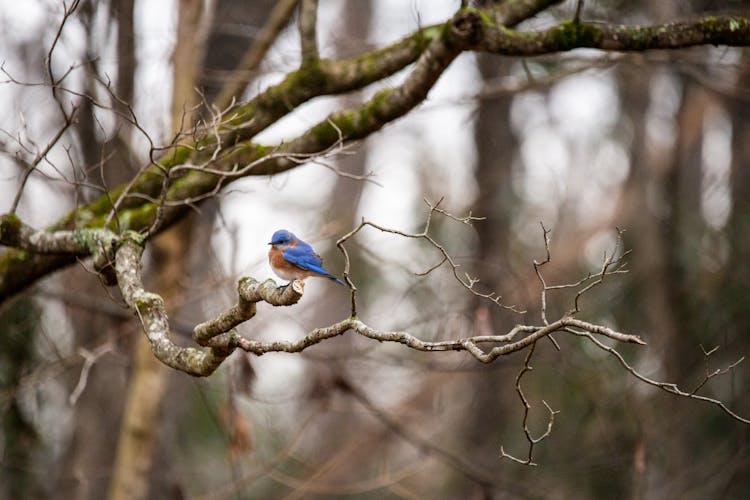 Close-up Of A Bluebird On A Tree