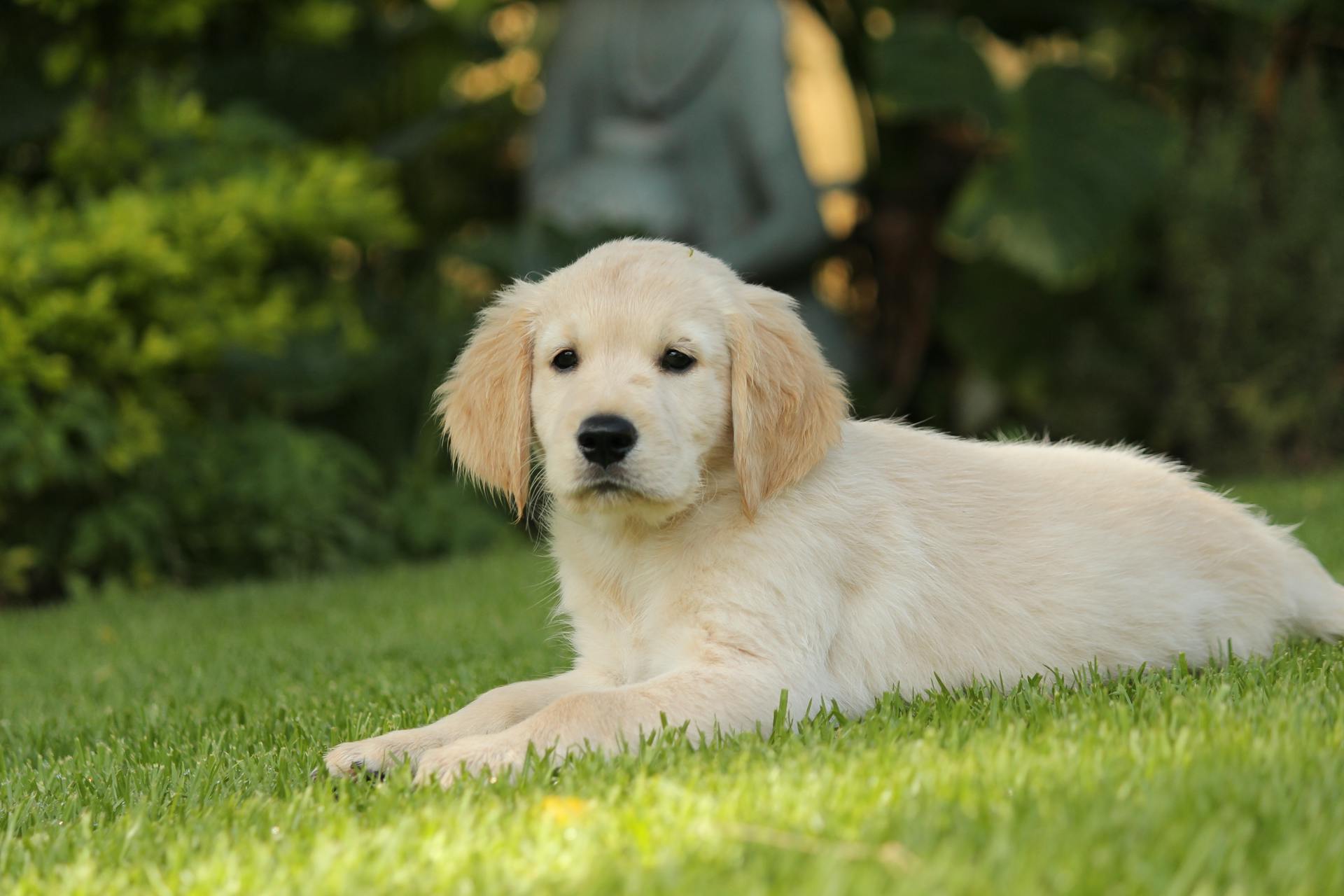 En närbild av en golden retriever-valp som ligger på gräset