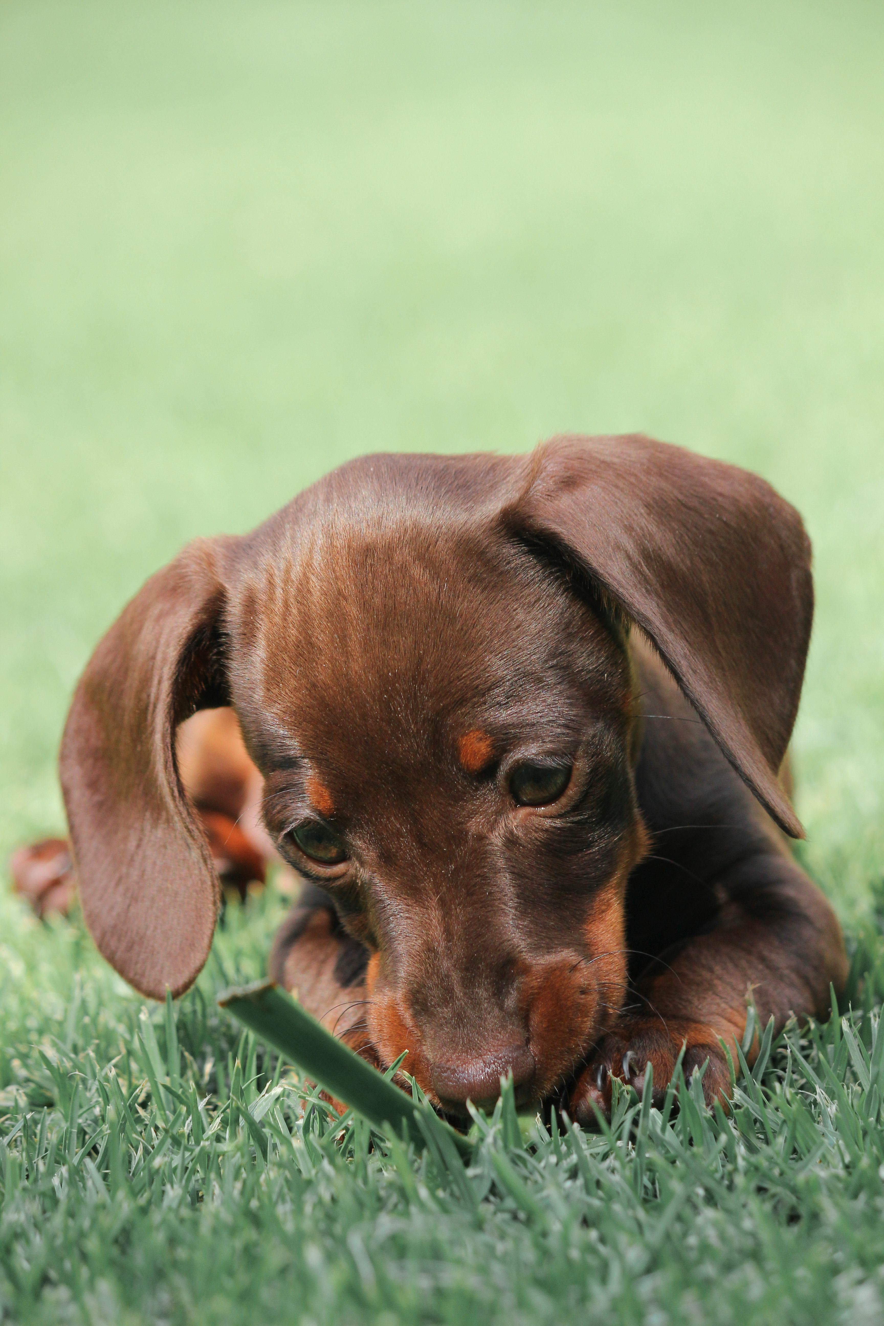 Dog outdoors where dietary indiscretion can trigger stomach upset