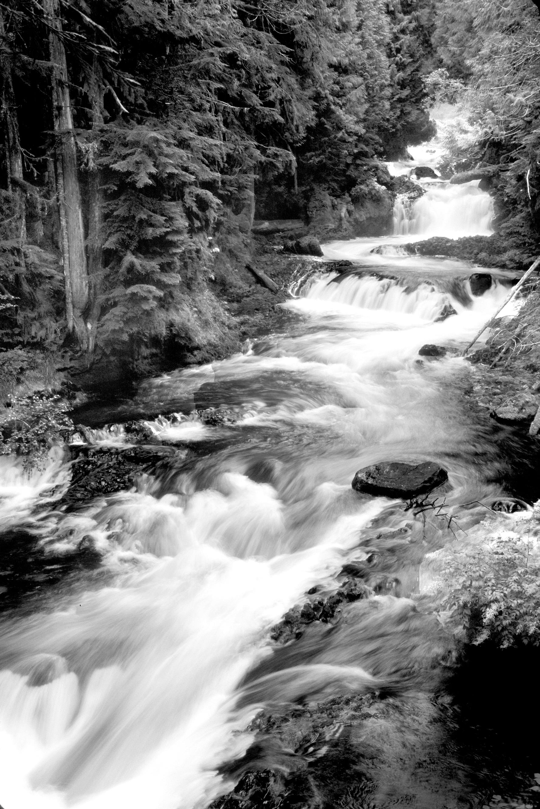 Grayscale Photography of Running River Surrounded Forest during Daytime