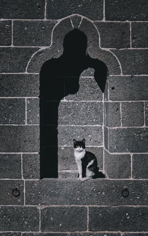 Cat Sitting in an Arched Recess of a Stone Wall