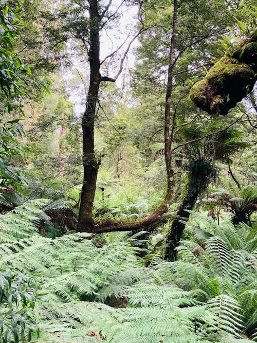 Foto profissional grátis de aumento, ecológico, floresta