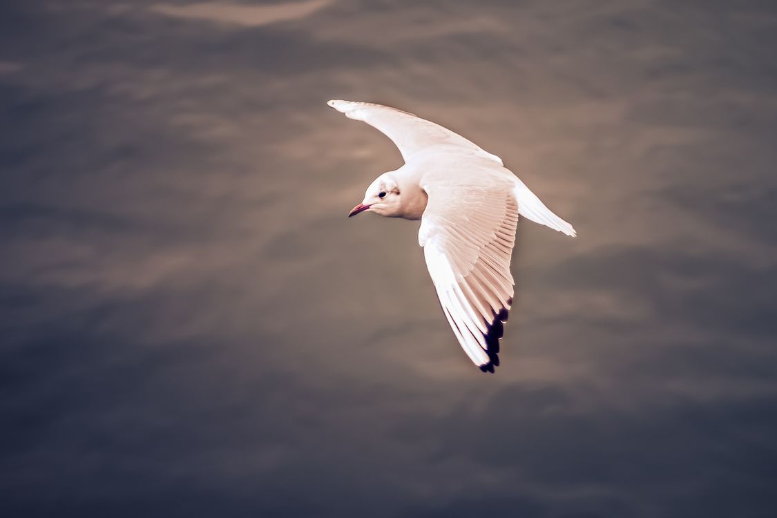 A Flying Bird in the Air · Free Stock Photo