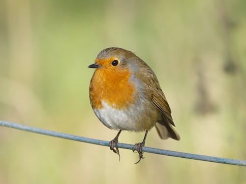 Close up of Robin Bird