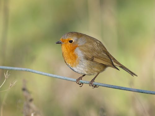 Robin Bird on Wire