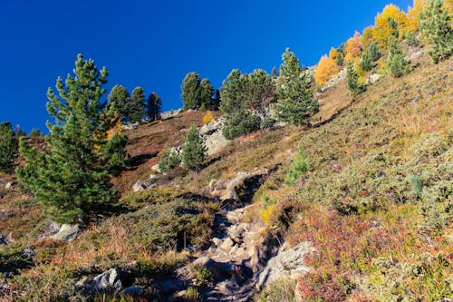 가을의 색, 나무, 알프스의 무료 스톡 사진
