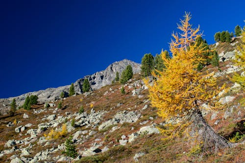 Free stock photo of alps, blue skies, colors of autumn