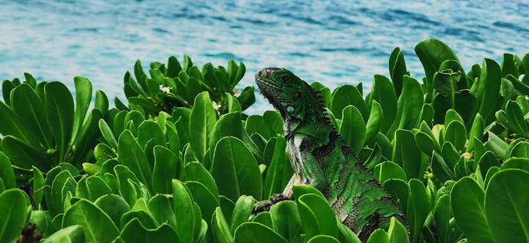 Oranjestad, Aruba photo 12