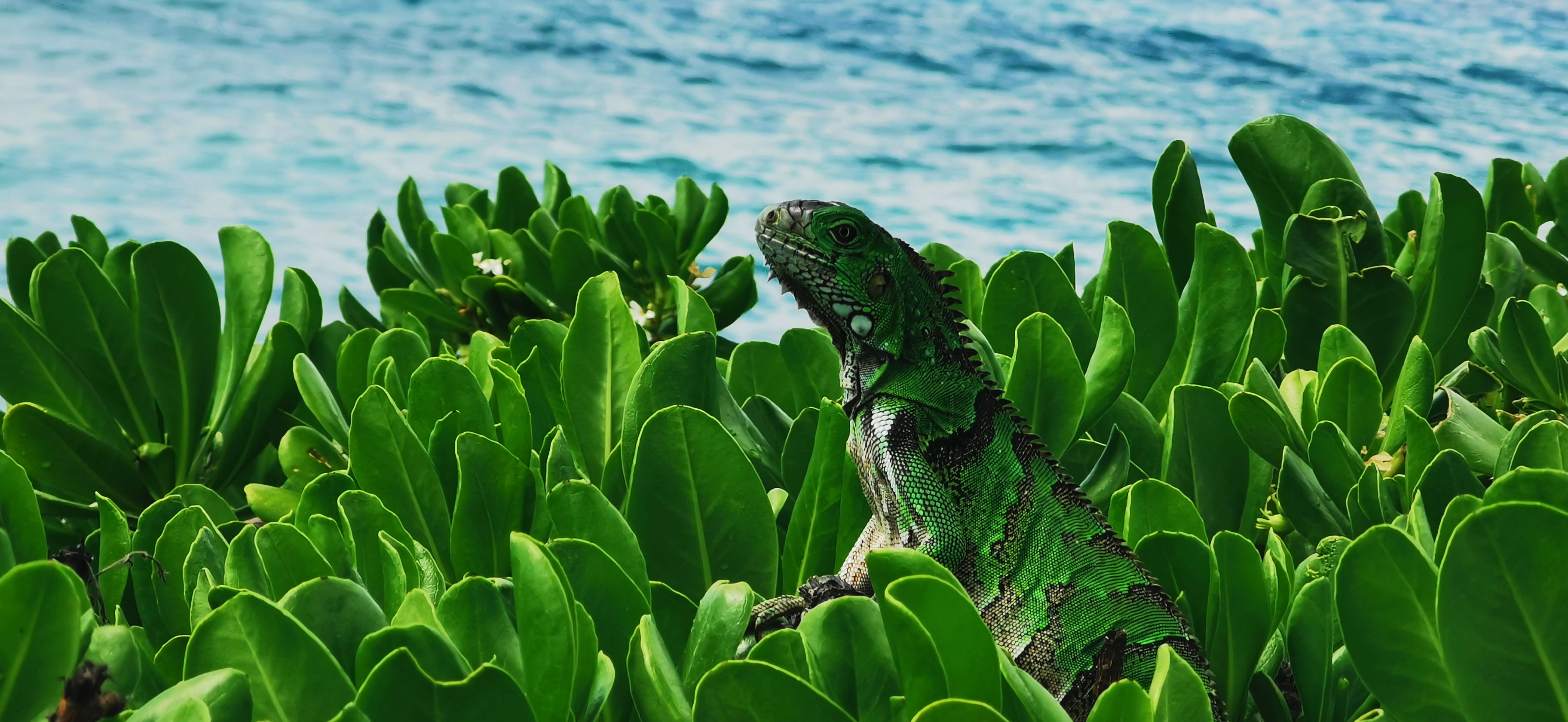 leguan-without-a-map-photos-download-the-best-free-leguan-without-a