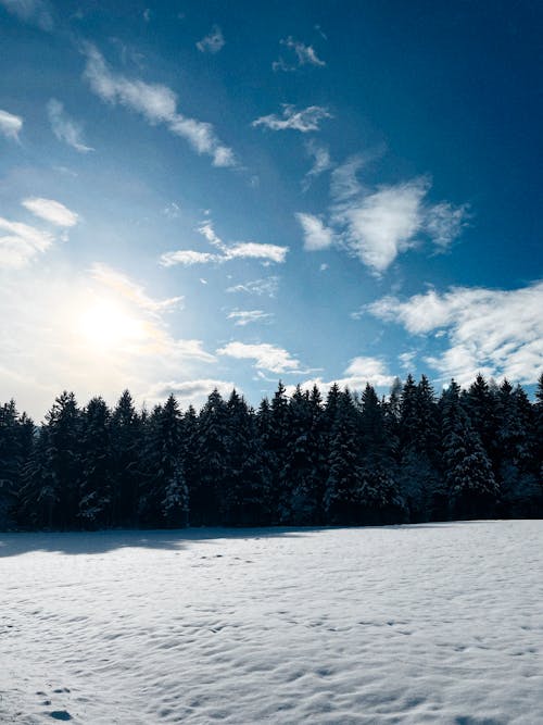 Gratuit Imagine de stoc gratuită din arbori, cer albastru, codru Fotografie de stoc
