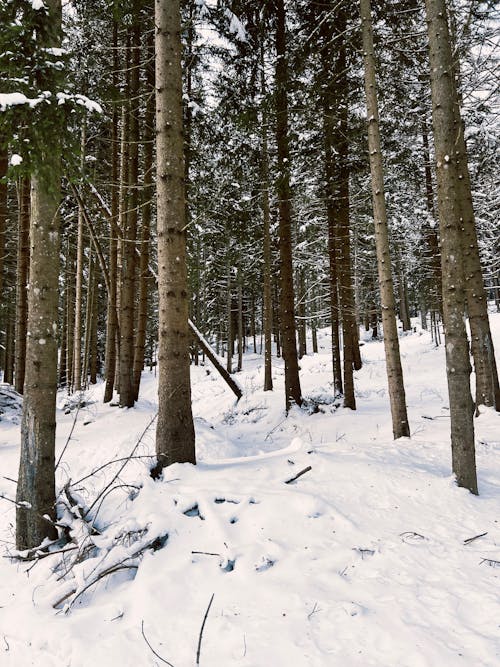 Foto profissional grátis de aventura, com frio, floresta