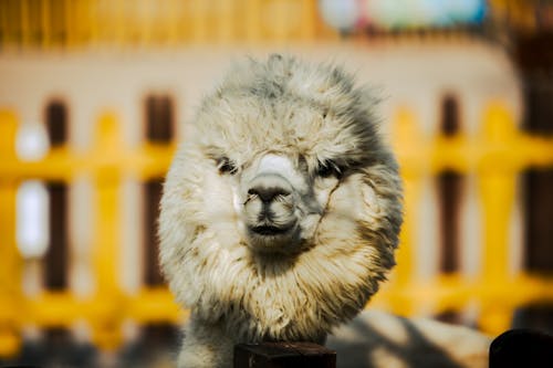 Foto profissional grátis de alpaca huacaya, animal, cabeça