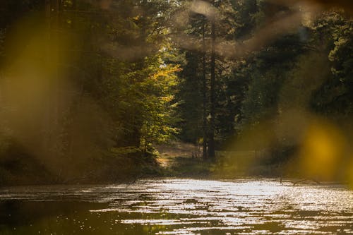 Fotobanka s bezplatnými fotkami na tému hlboký, jazero, les