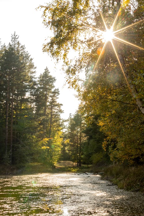 Sunset Sunlight over Forest and Lake