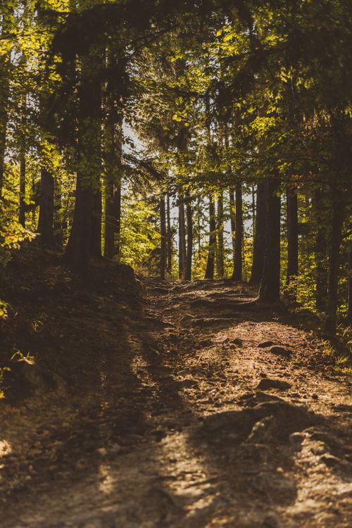 Free A tranquil footpath through a sun-dappled forest, casting gentle shadows. Stock Photo