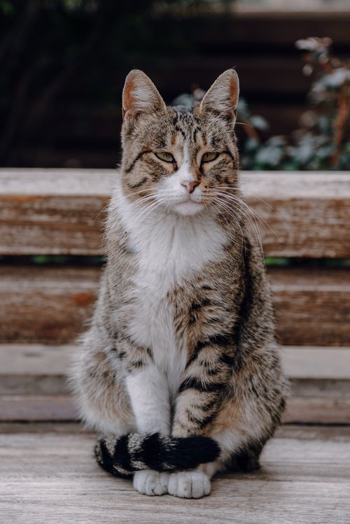 Free Close-up of a tabby cat sitting calmly on a rustic wooden bench outdoors. Stock Photo