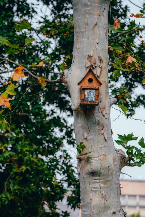 Free A charming wooden birdhouse mounted on a tree in a park. Stock Photo