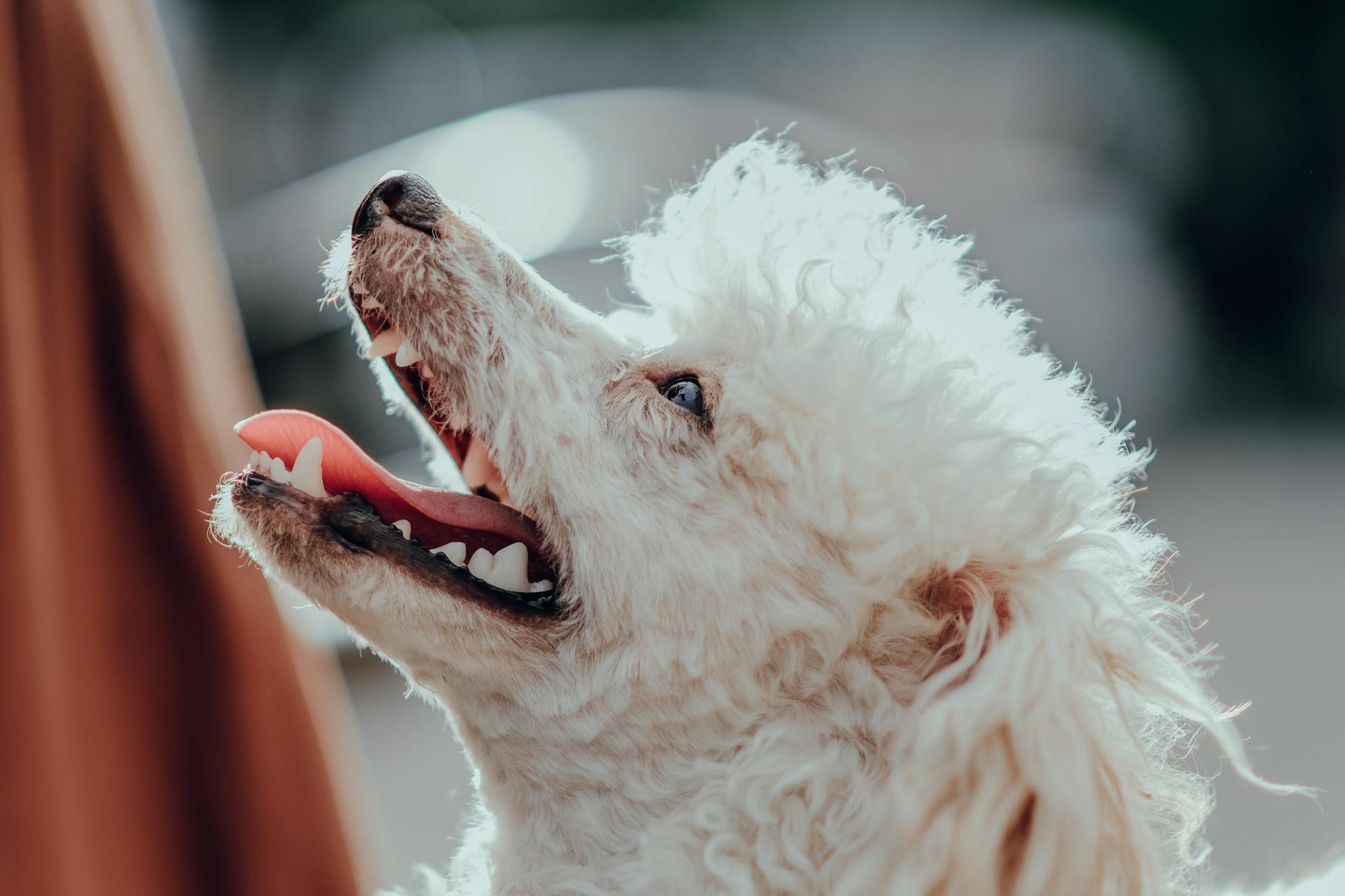 Head of White Poodle