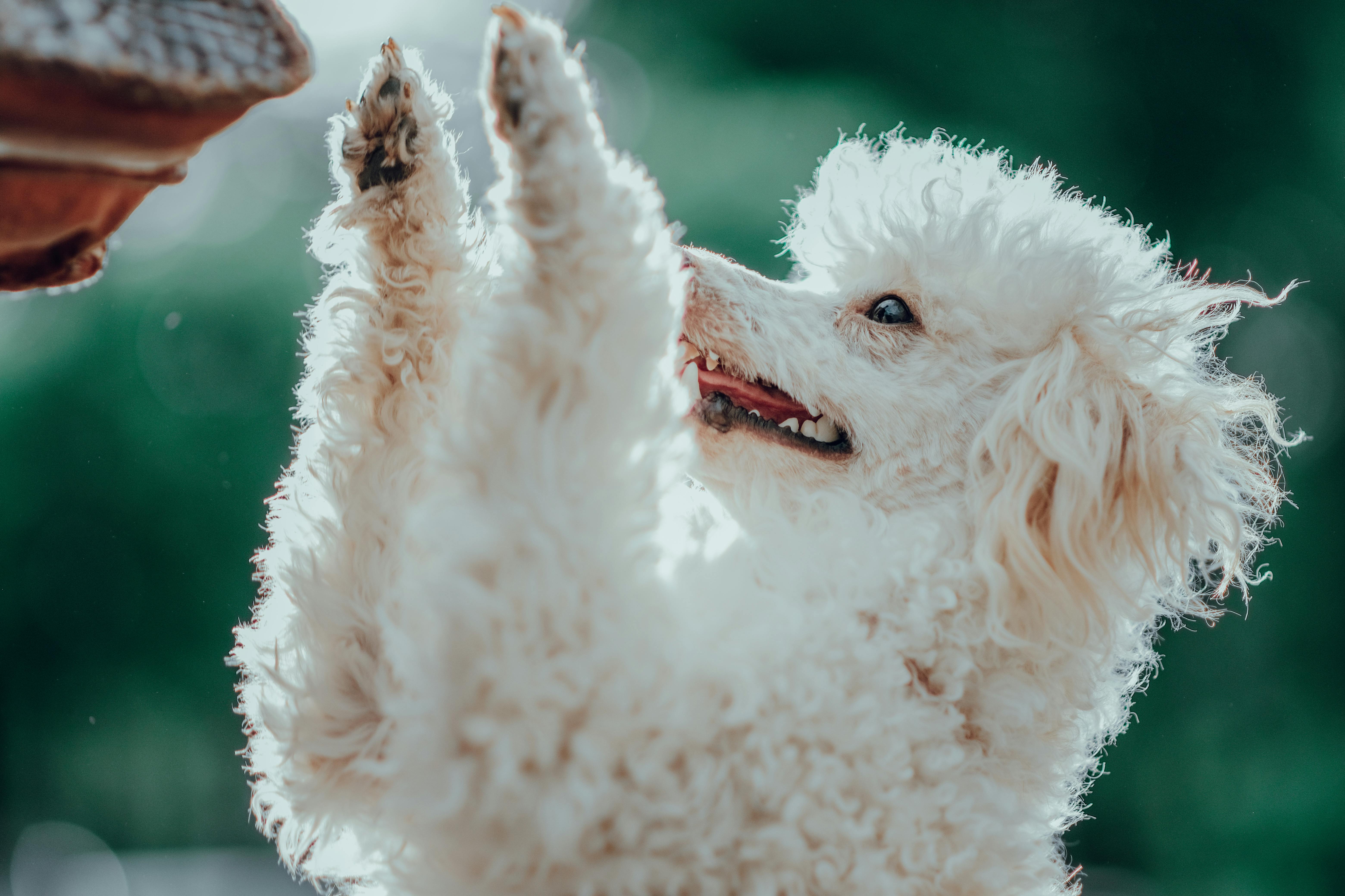 A joyful white toy poodle jumping playfully outdoors on a sunny day.