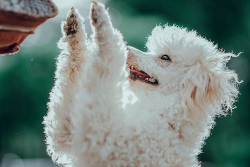 White Dog in Close Up Photography