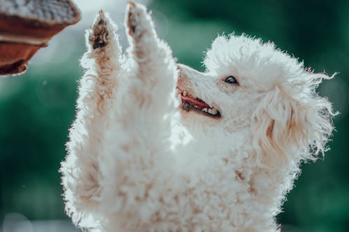 動物, 動物攝影, 特写 的 免费素材图片