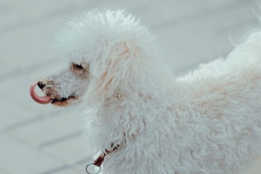 Free stock photo of animal, canine, cold