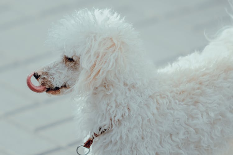 Poodle Licking Its Nose