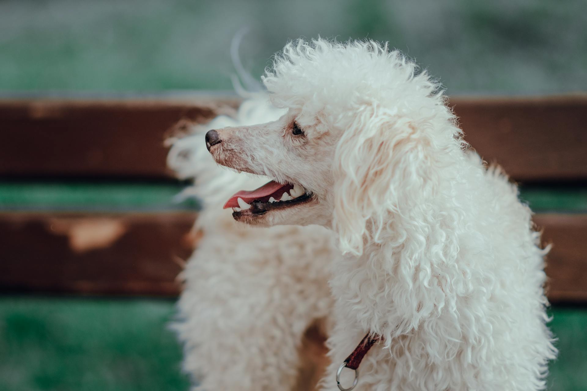 Portrait d'un caniche debout sur un banc