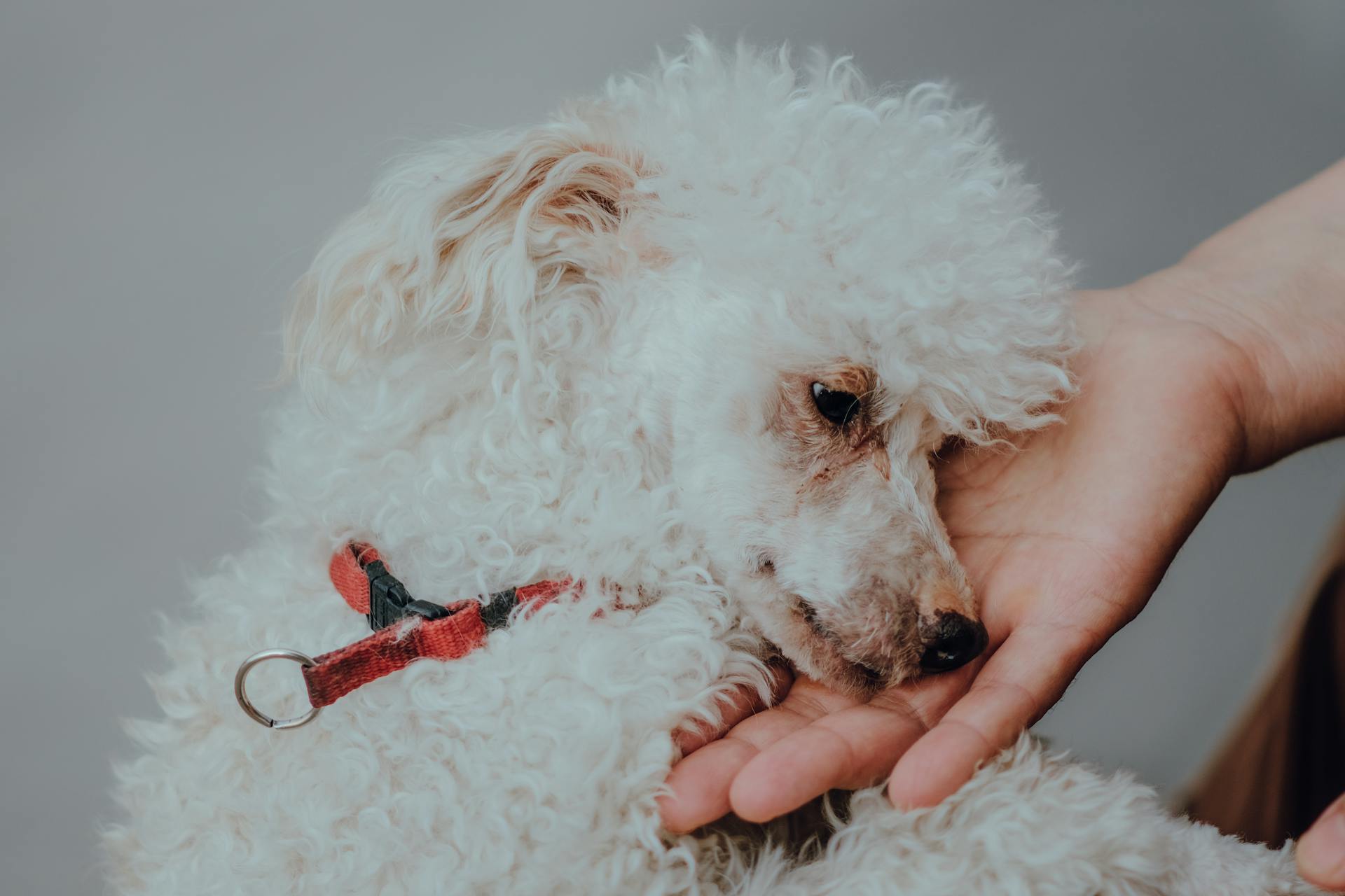 Toy Poodle Laying Head on a Hand