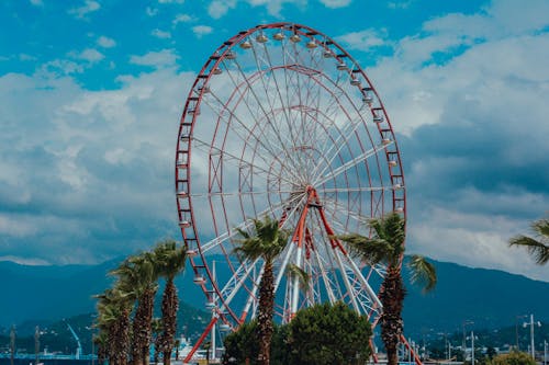Palm Trees Growing in front of Large Ferris Wheel