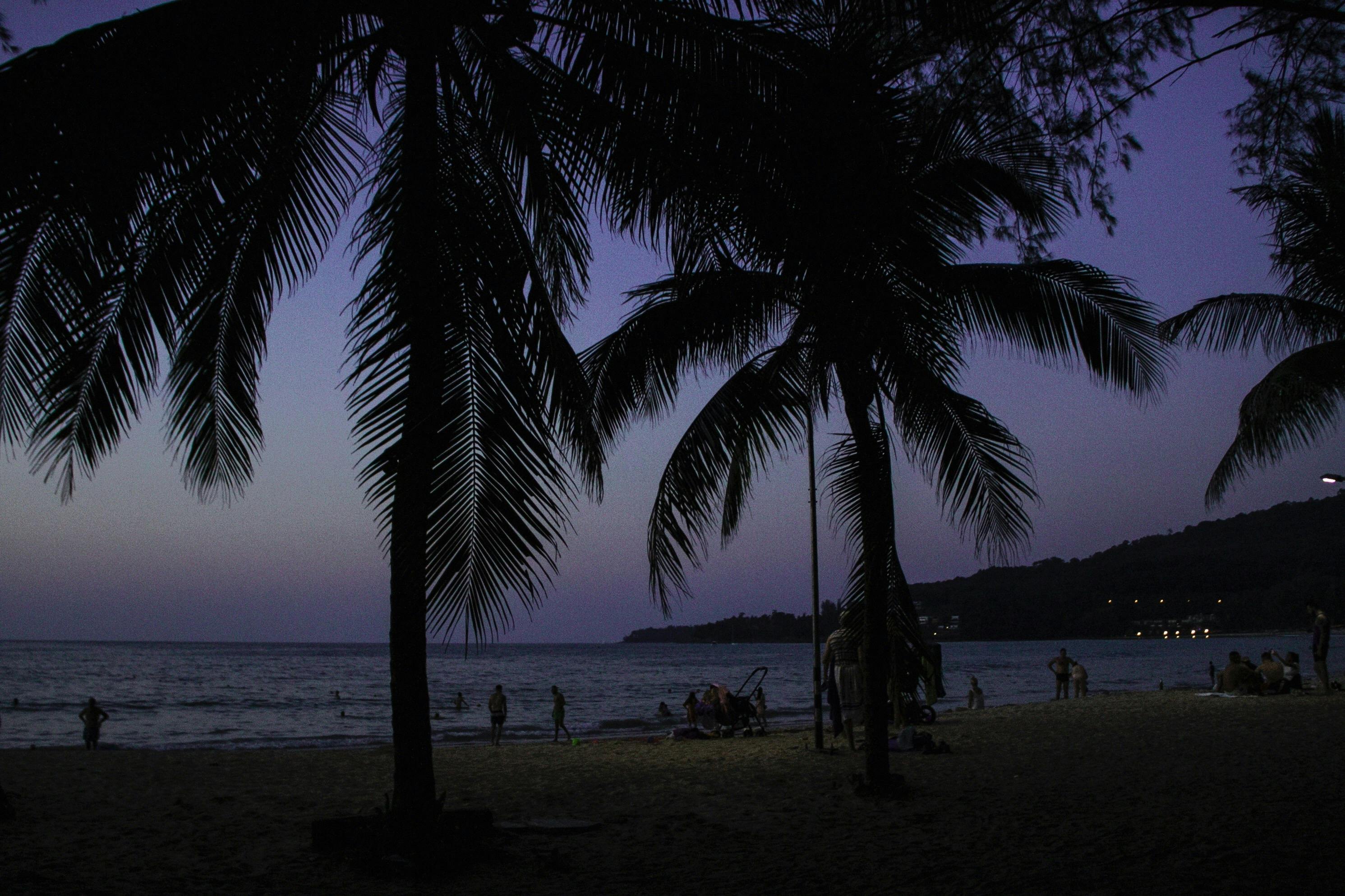 Serene twilight beach with palm tree silhouettes, capturing a calming evening in Phuket, Thailand.