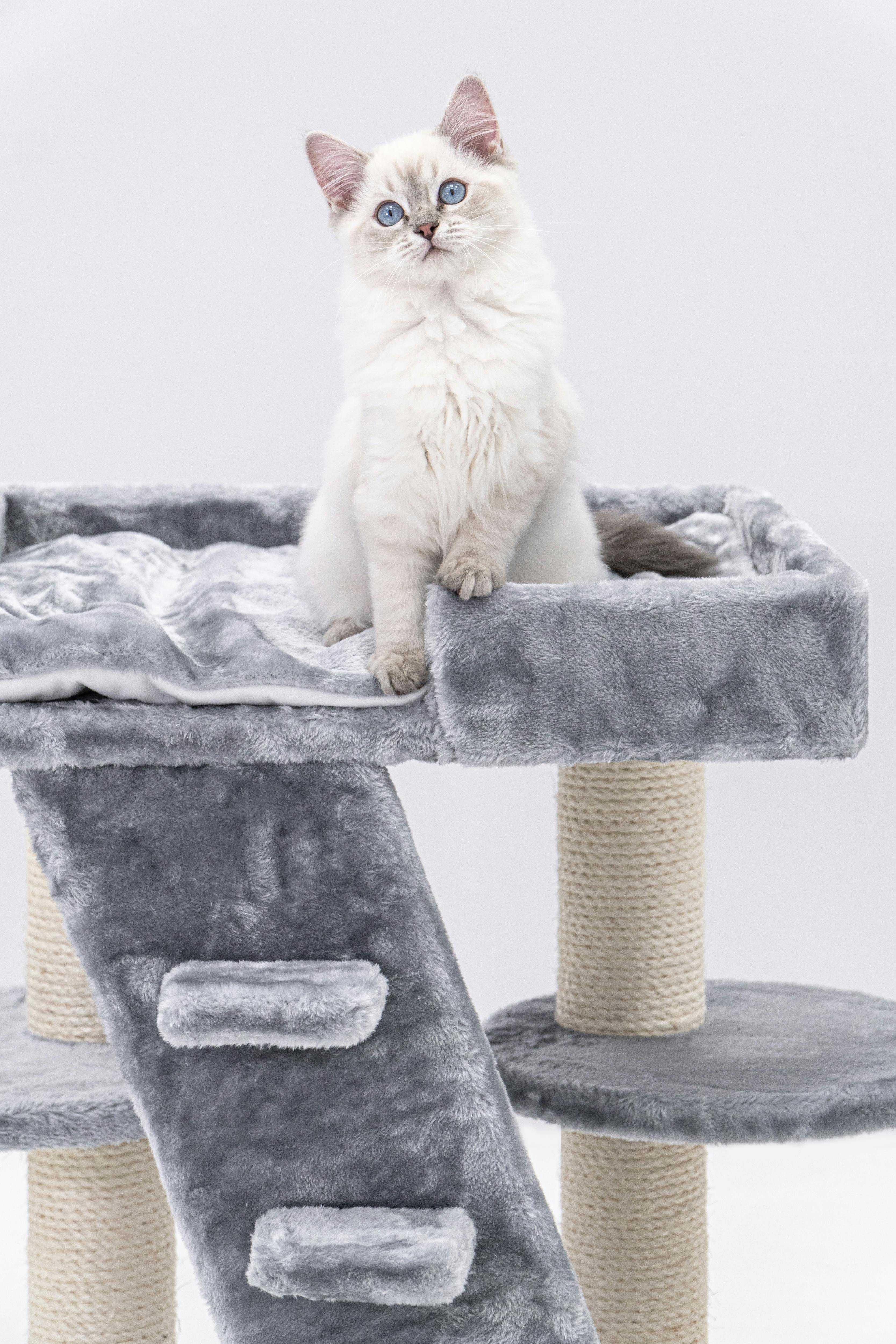 A Ragdoll Kitten on a Cat Tree · Free Stock Photo