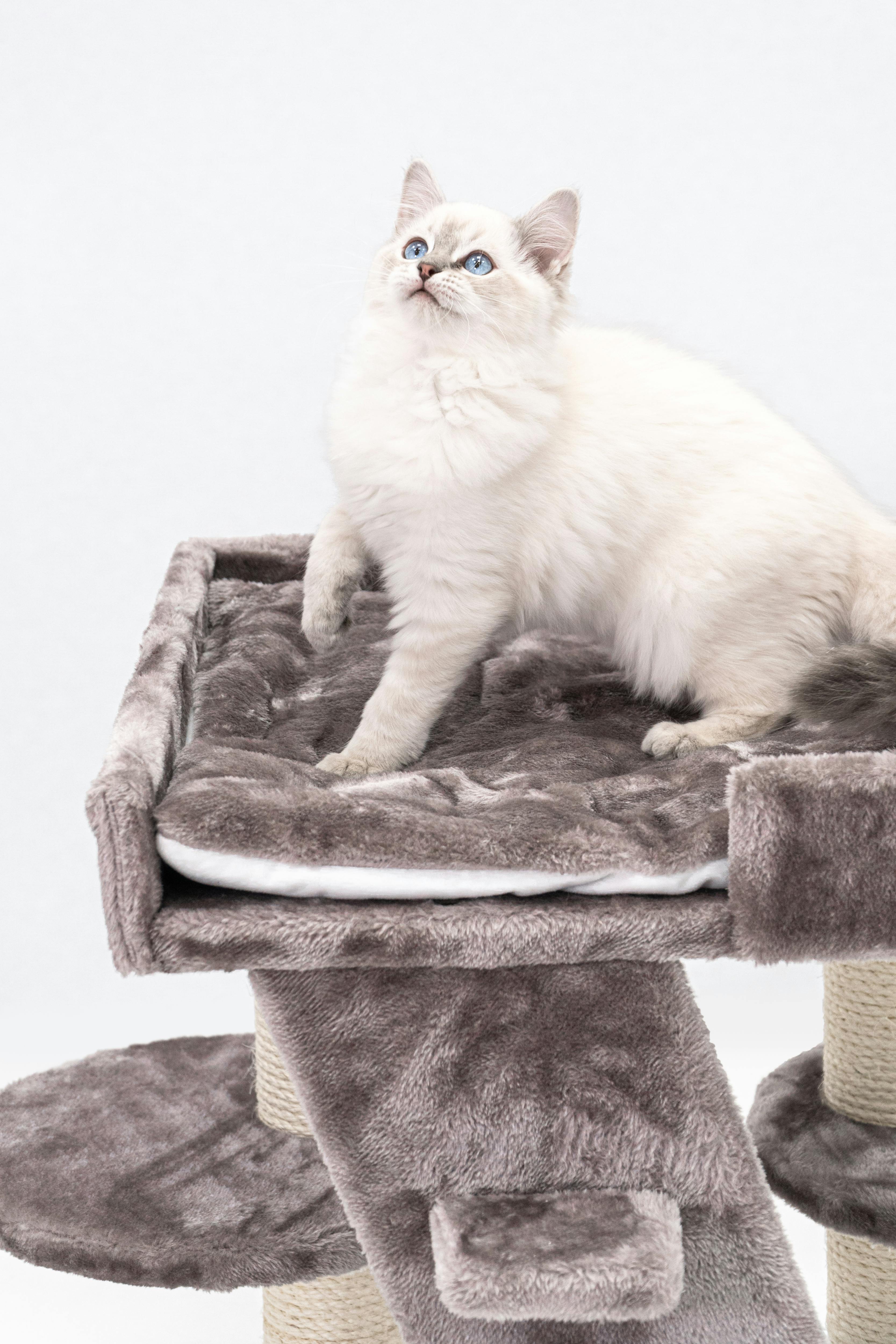A Ragdoll Kitten on a Cat Tree · Free Stock Photo