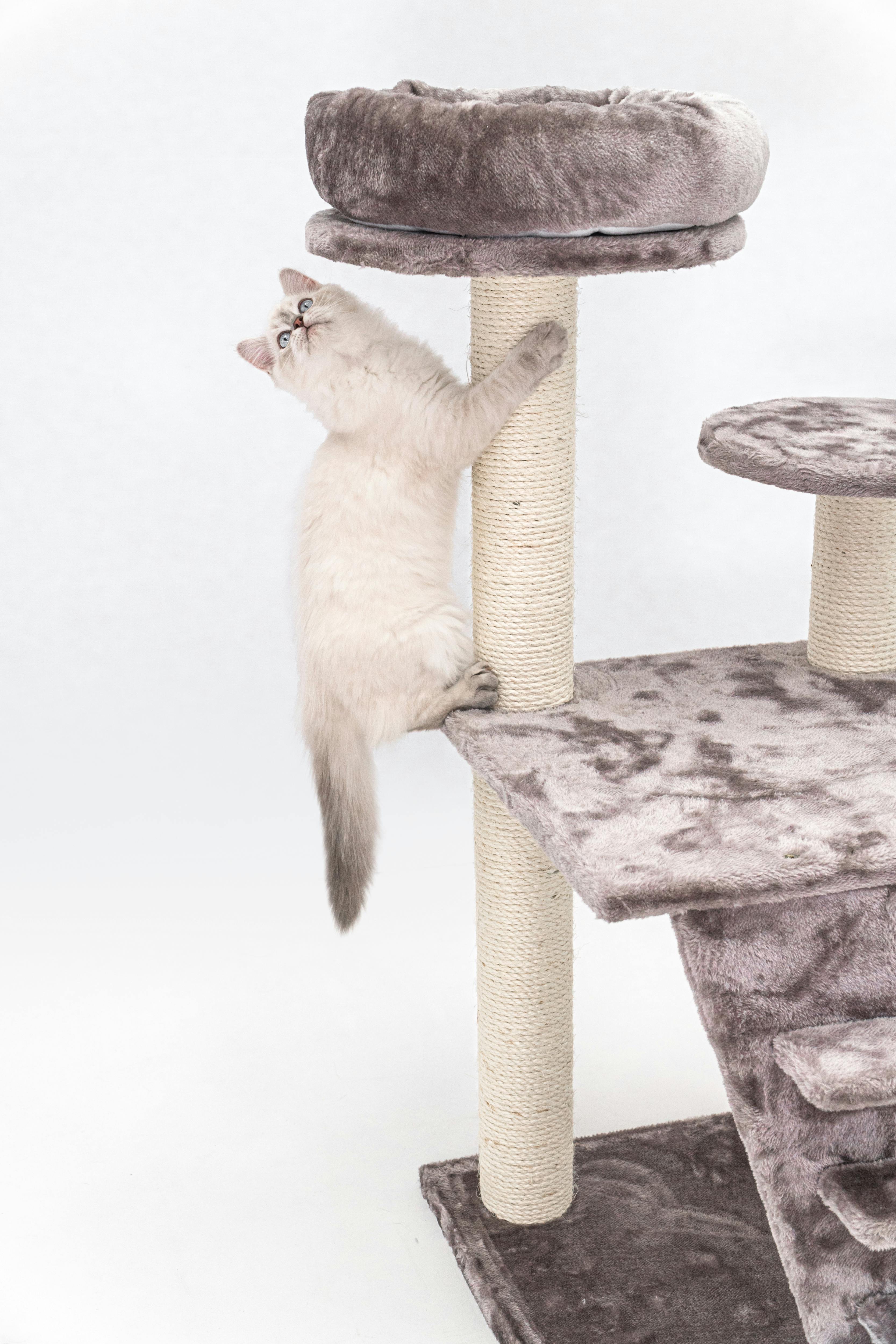 Cute white Ragdoll kitten climbing a cat tree