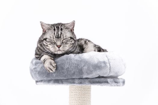 Grey striped British Shorthair cat on a grey cat tree sleeping