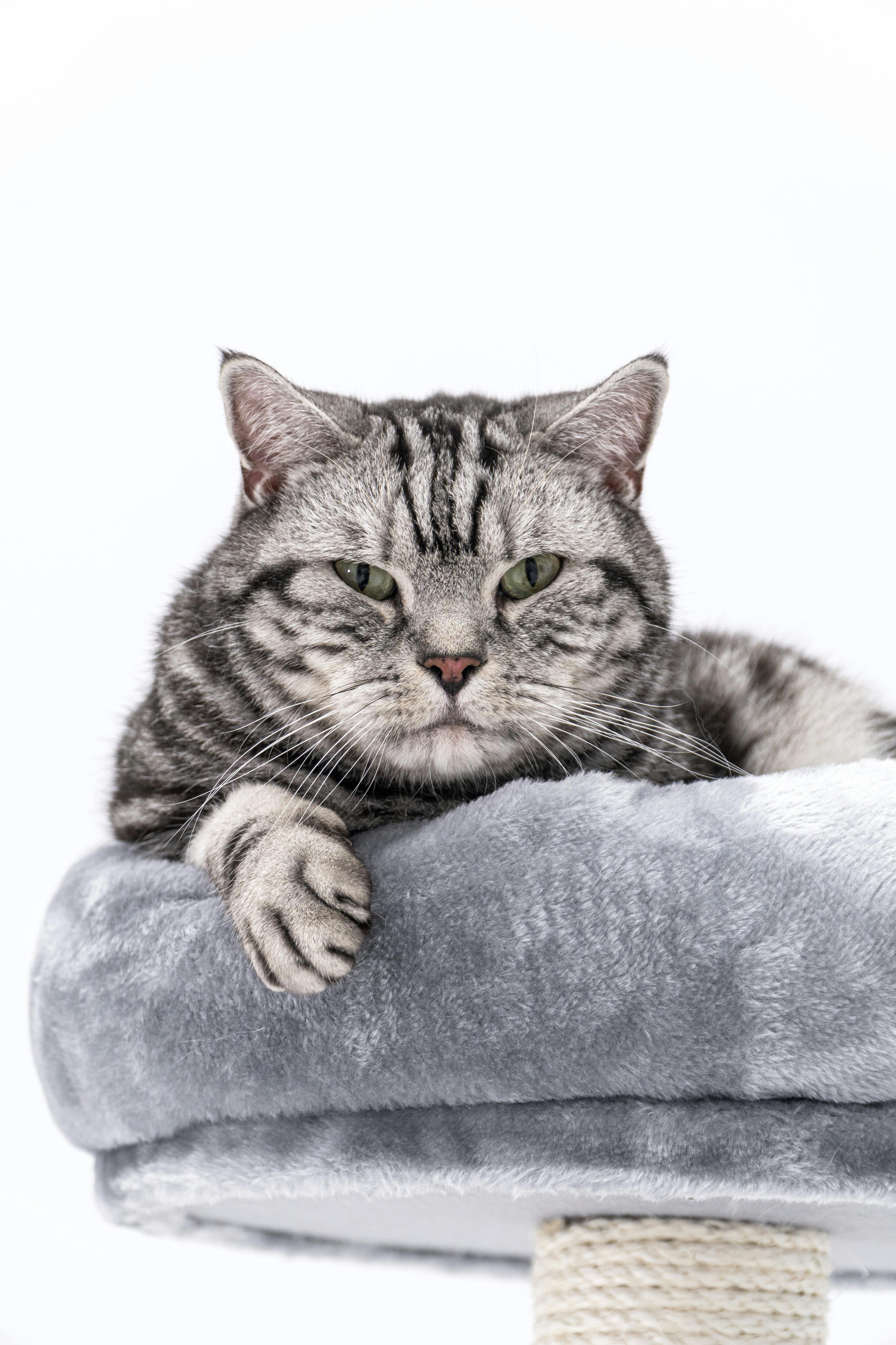 Grey striped British Shorthair cat on a grey cat tree