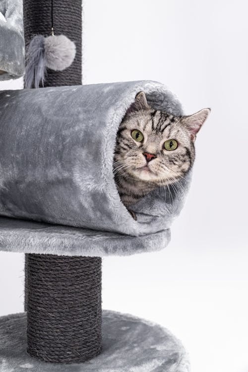 Close-Up Shot of a Tabby Cat on a Cat Tree 