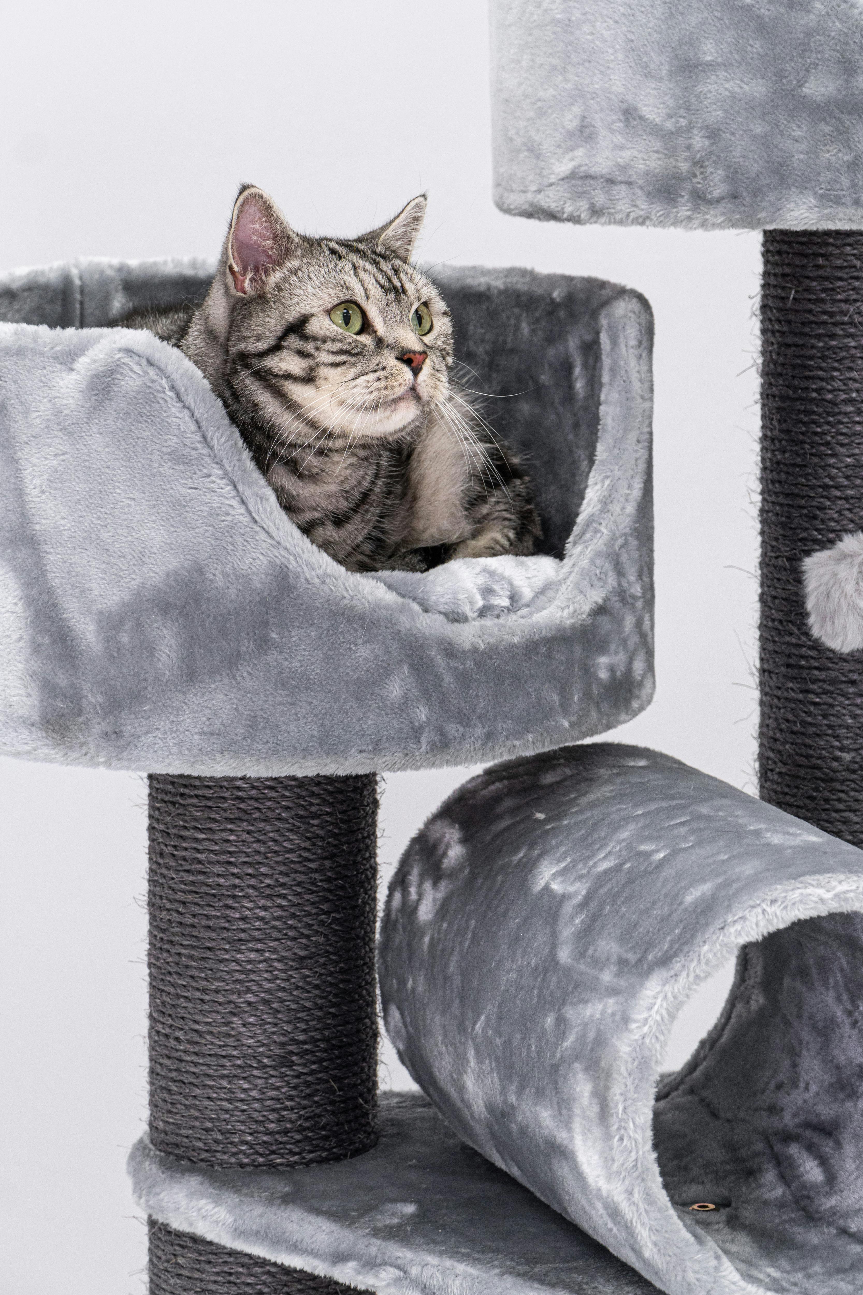 A Cat on a Cat Tree · Free Stock Photo