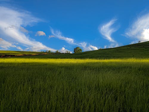 Imagine de stoc gratuită din câmp, cer, cer albastru