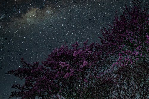 Free Purple Flowers Under Starry Sky Stock Photo