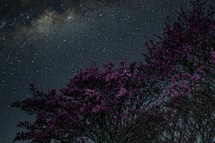 Purple Flowers Under Starry Sky