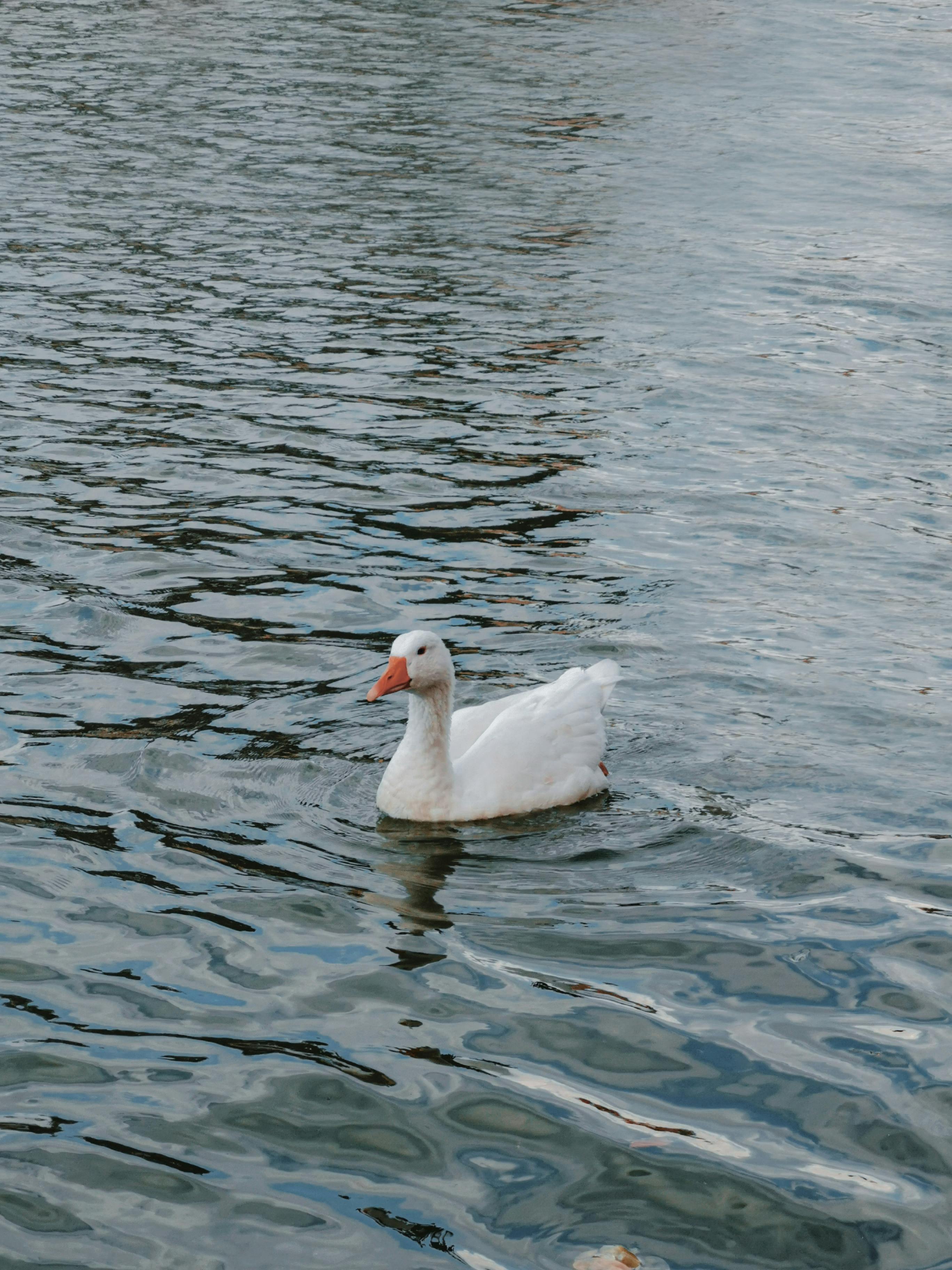 A peaceful scene of a white goose gracefully swimming in a calm river, ideal for nature-themed projects.