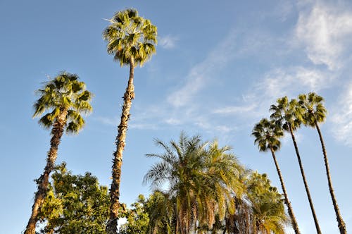 Immagine gratuita di alberi, cielo azzurro, noce di cocco