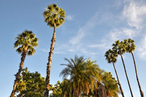 Free Gorgeous view of towering palm trees against a bright blue sky in Marrakech. Stock Photo