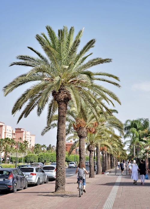 Palm Trees on Sidewalk in City