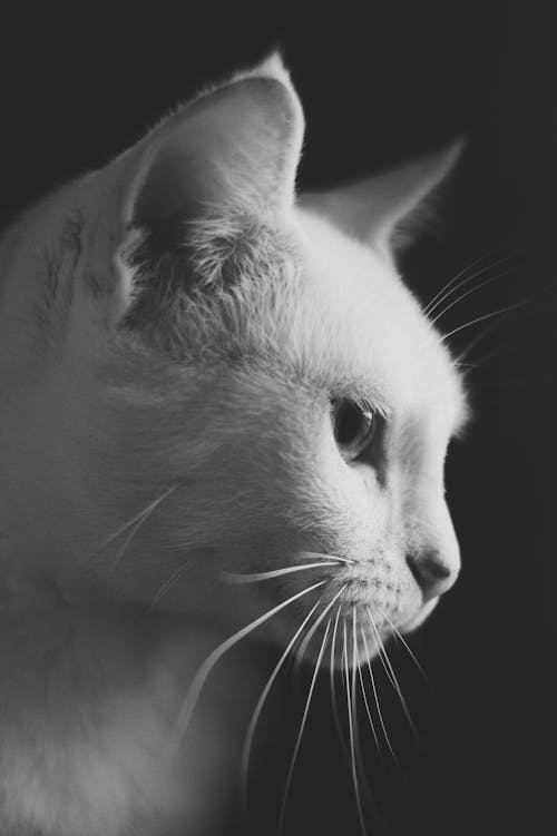 Cat Head in Black and White