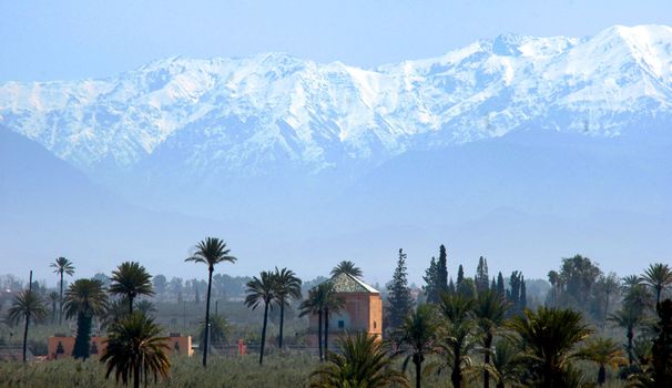 Landscape of Palm Trees and the Atlas Mountains in Marrakech, Morocco